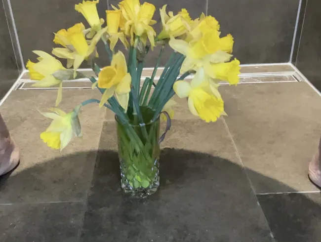 Tulpenzeit ist Pisszeit